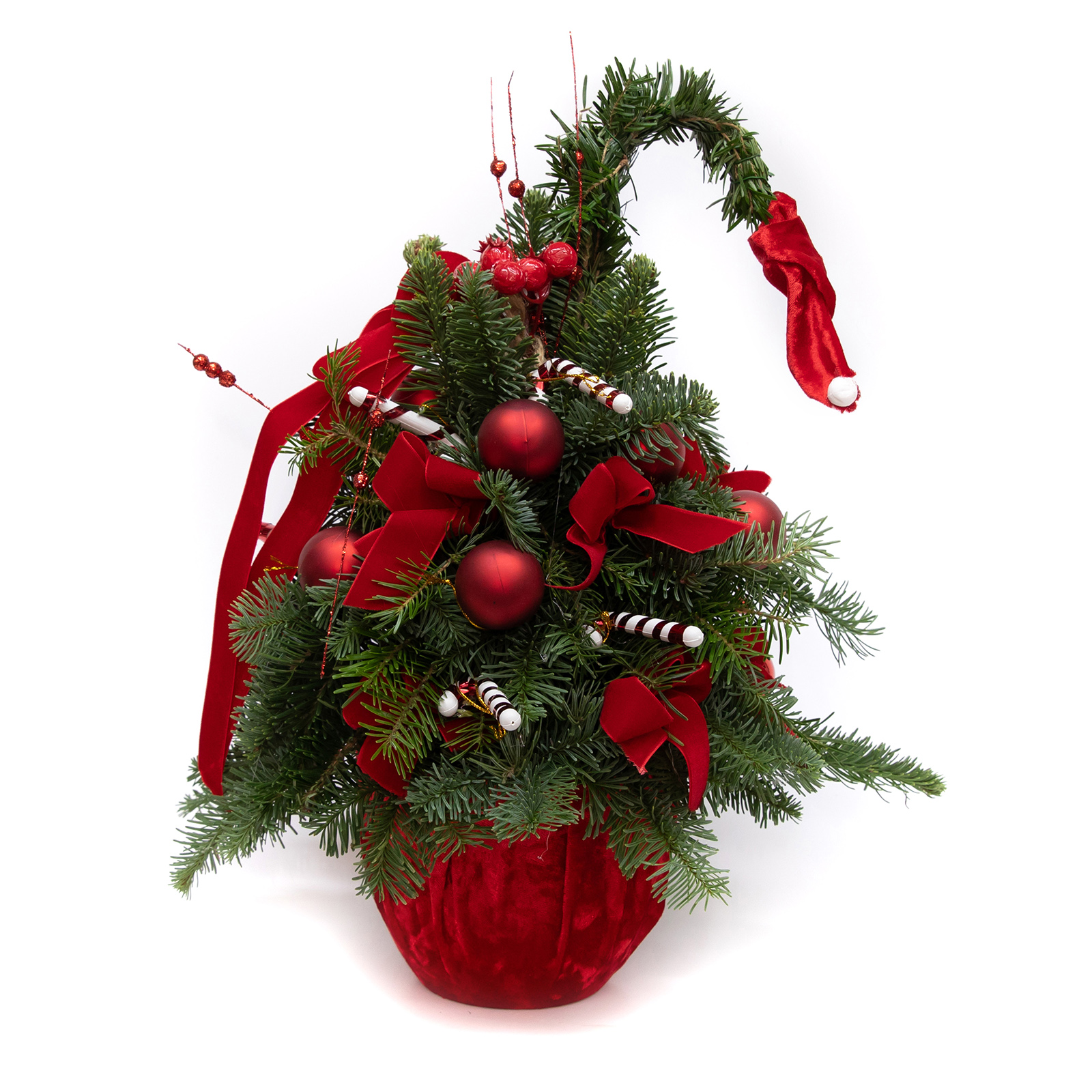 BRAD DULCIURILE LUI MOS CRACIUN 2 BRAD DULCIURILE LUI MOS CRACIUN - imagine 2