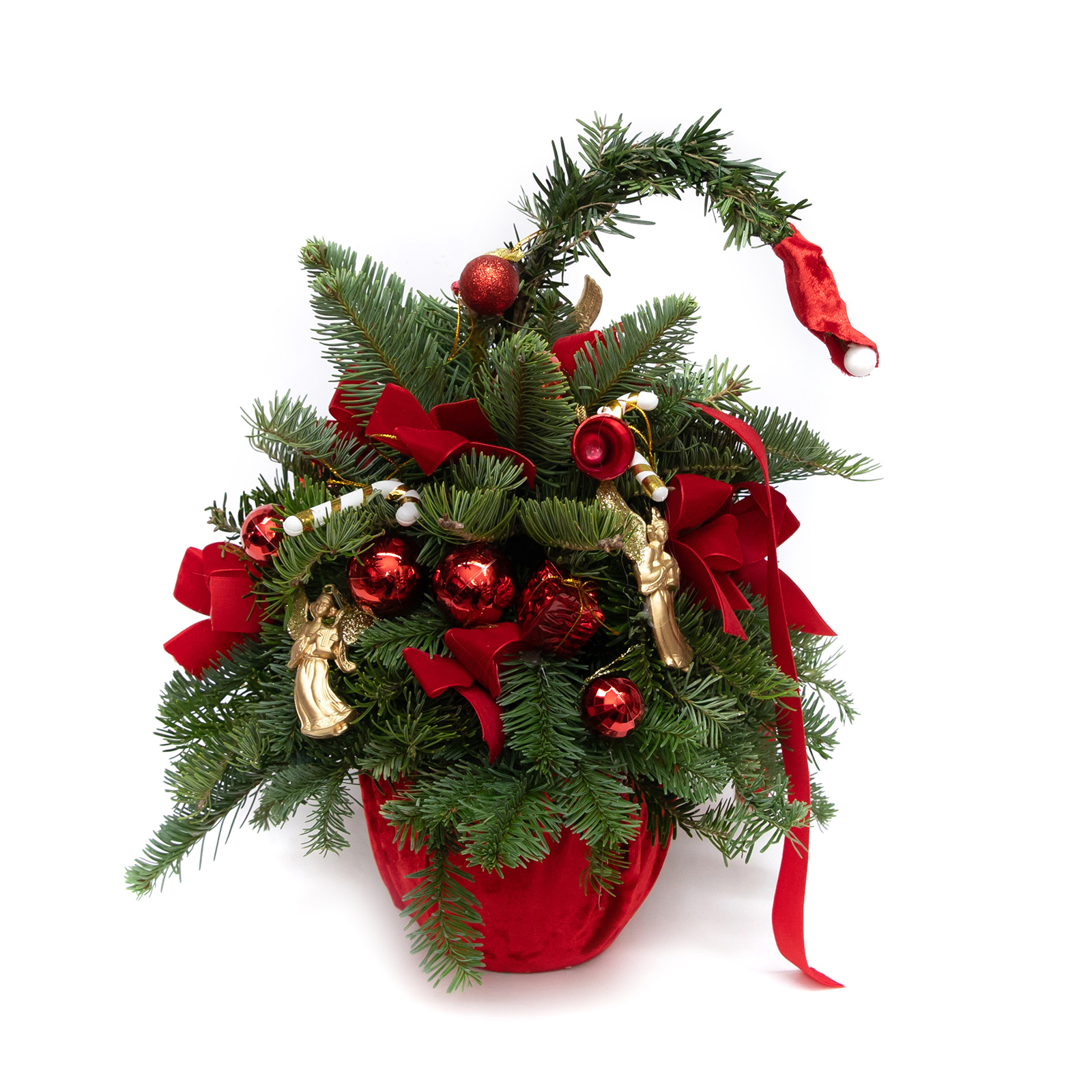 BRAD CADOURILE LUI MOS CRACIUN 2 BRAD CADOURILE LUI MOS CRACIUN - imagine 2