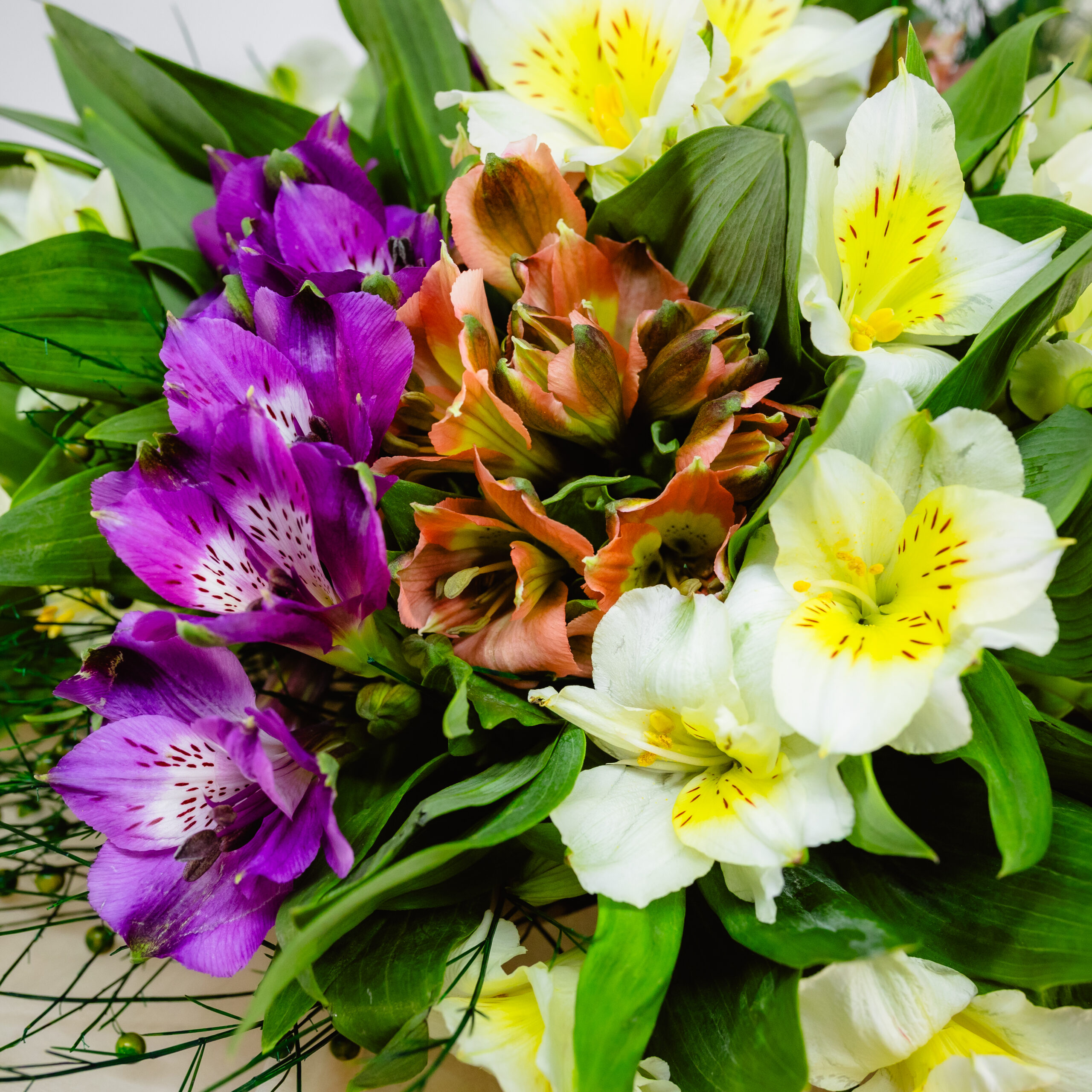 BUCHET SIMFONIE IN ALB SI MOV 2 BUCHET SIMFONIE IN ALB SI MOV - imagine 2