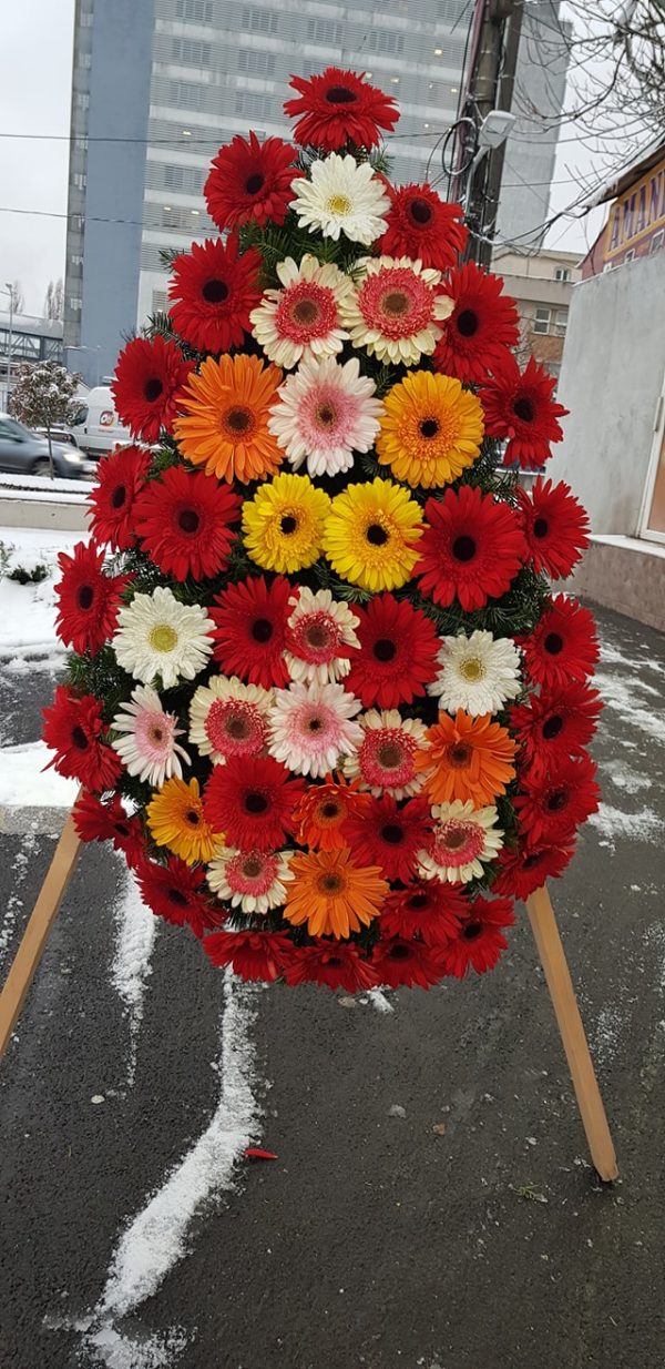 COROANA GERBERA